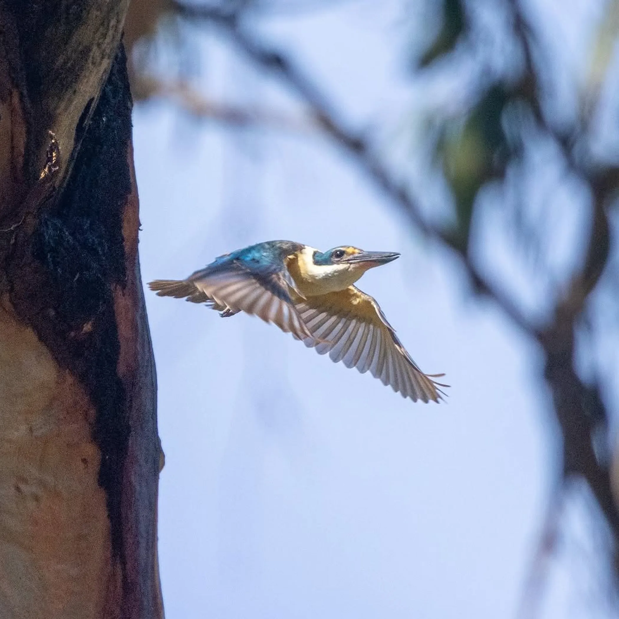 close-up of a bird on branch