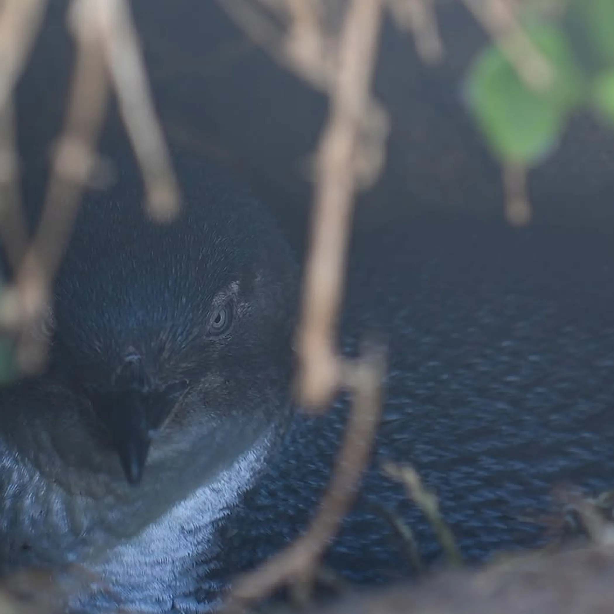 little penguin in burrow