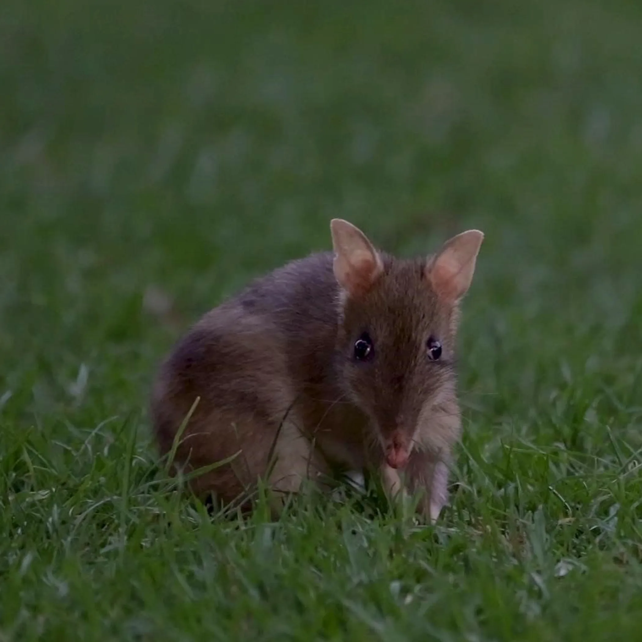 native australian wildlife in natural habitat