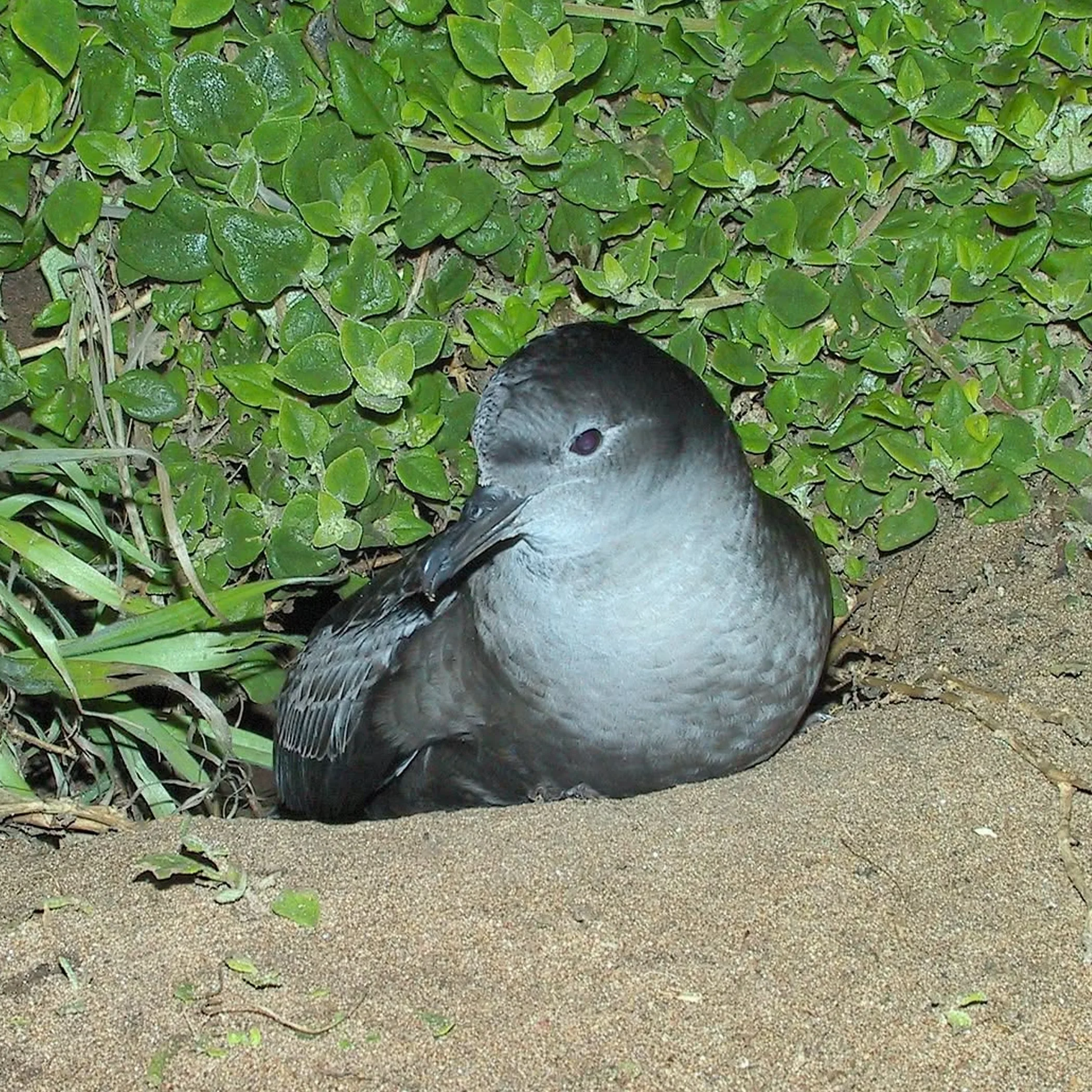 bird perched on branch phillip island