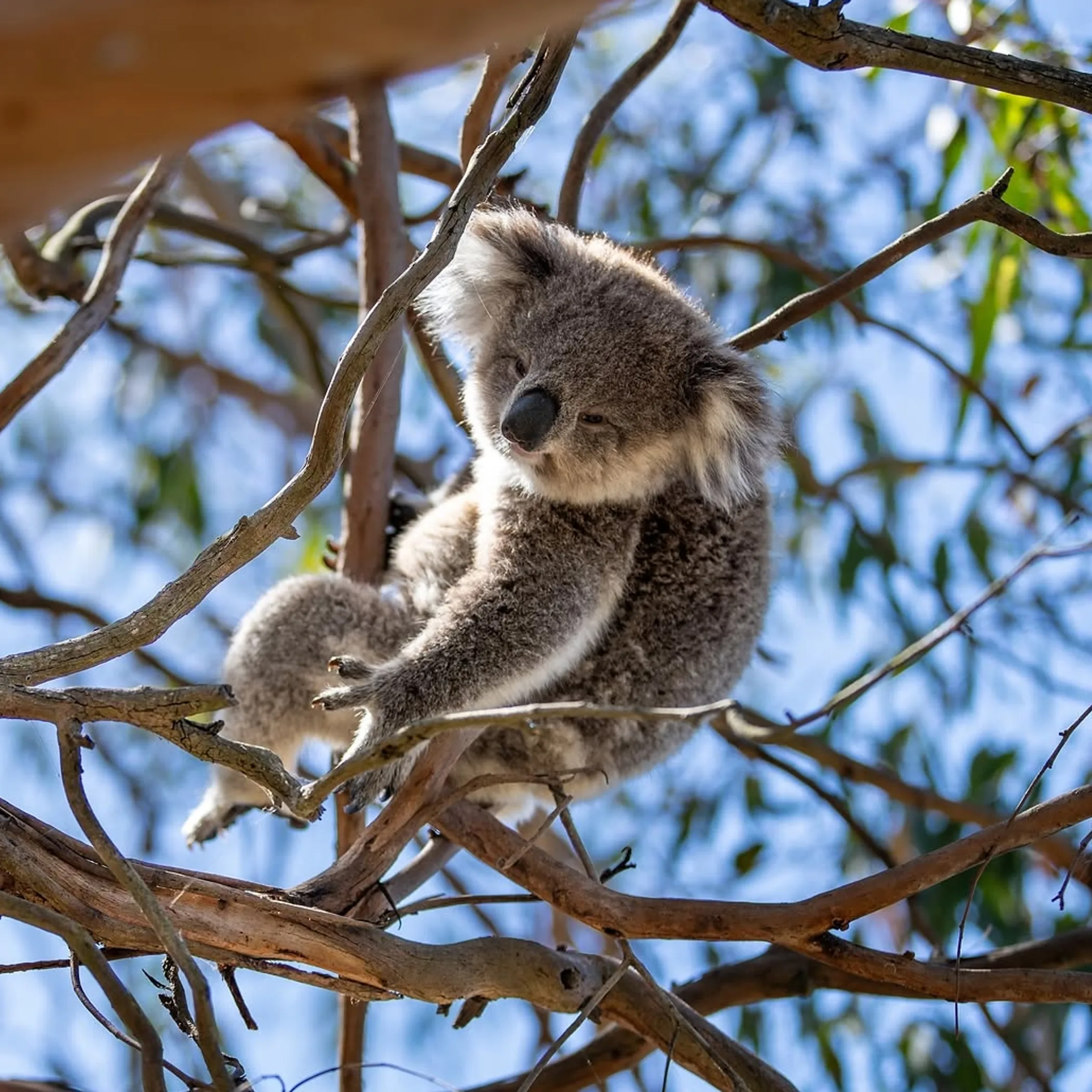 koala sitting on tree branch